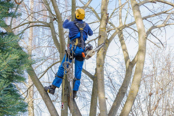 Novato, CA Tree Services Company