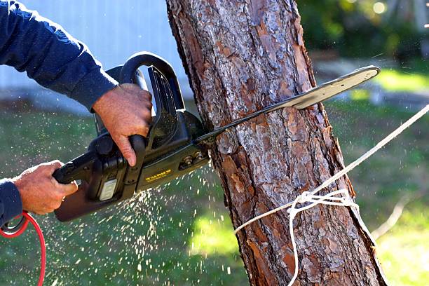 Lawn Renovation and Restoration in Novato, CA