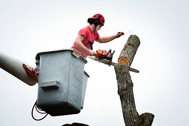 Best Commercial Tree Services  in Novato, CA